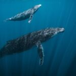 Half Day Whale Watching in a Small Shared Group - The Snorkeling Experience