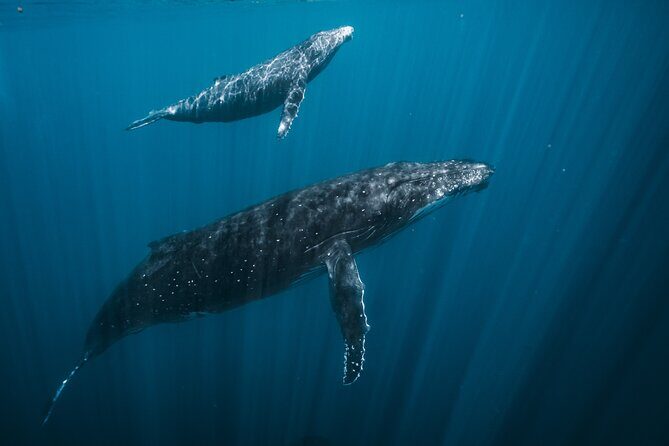 Half Day Whale Watching in a Small Shared Group - The Snorkeling Experience
