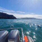 Harbour, Albatross and Wildlife Cruise on Otago Harbour - What the Reviews Say
