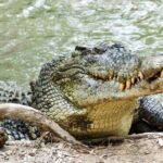 HARTLEY'S CROCODILE TRANSFER between Port Douglas & Hartley's Crocodile (return) - Authentic Travel Insights from Reviews
