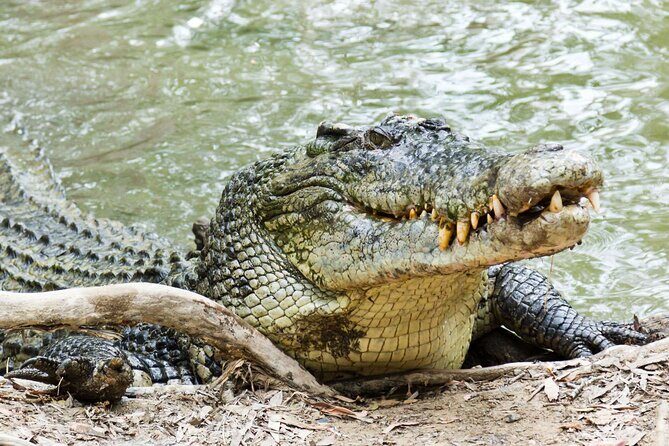 HARTLEY'S CROCODILE TRANSFER between Port Douglas & Hartley's Crocodile (return) - Authentic Travel Insights from Reviews