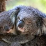 Healesville Sanctuary General Entry Ticket - Final Thoughts: Who Will Love This Experience?