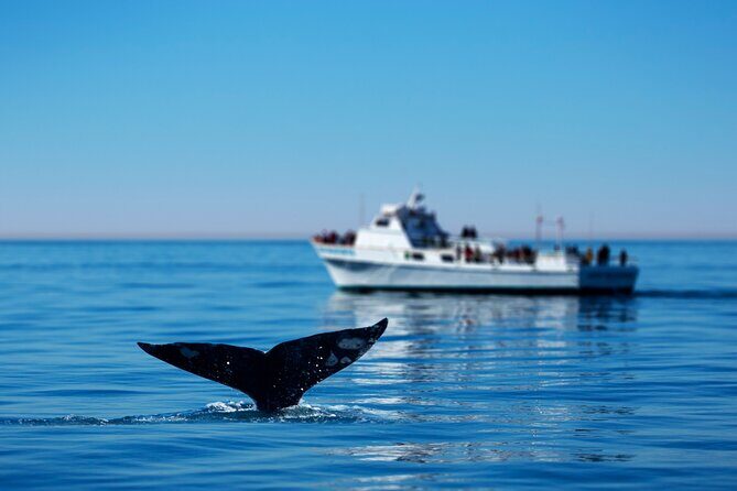 Hermanus Whale Watching Boat Trip - Authentic Insights from Past Travelers