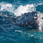 Hervey Bay: Best Value Half Day Whale Watching Cruise - The Itinerary: What You Can Expect