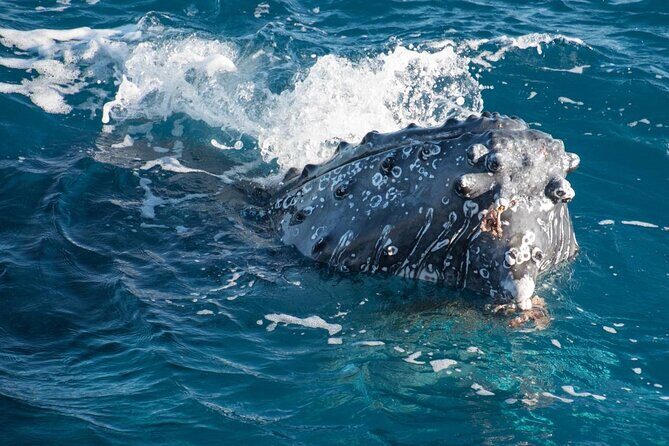 Hervey Bay: Best Value Half Day Whale Watching Cruise - The Itinerary: What You Can Expect