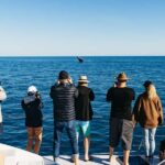 Hervey Bay: Exclusive Whale Watch Encounter - Why It’s Worth Considering