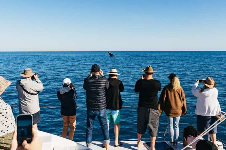 Hervey Bay: Exclusive Whale Watch Encounter - Why It’s Worth Considering