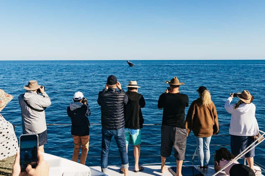 Hervey Bay: Exclusive Whale Watch Encounter - Why It’s Worth Considering