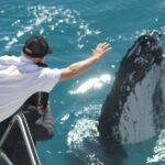 Hervey Bay: Half-Day Whale-Watching Cruise - The Value of the Tour