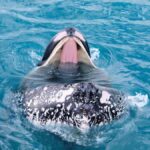 Hervey Bay: Half-Day Whale Watching Cruise - Who Will Love This Tour?