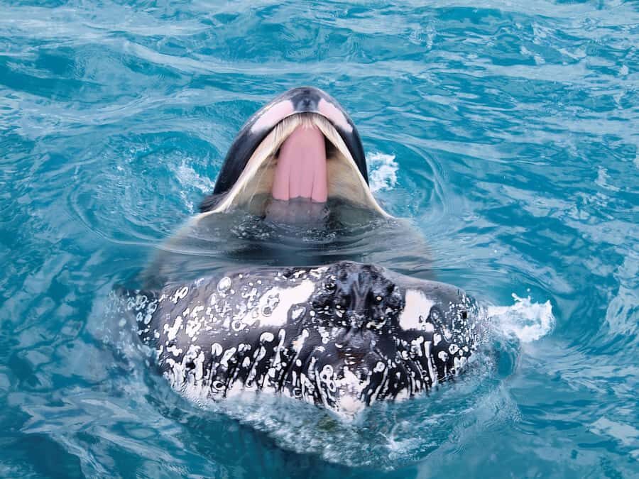 Hervey Bay: Half-Day Whale Watching Cruise - Who Will Love This Tour?