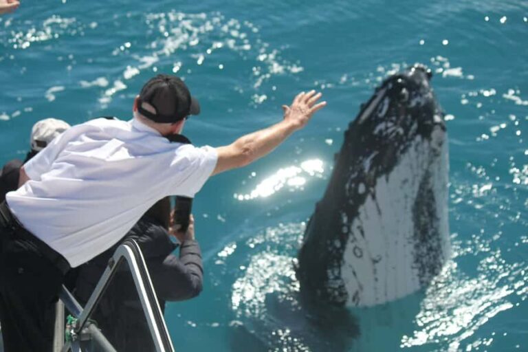 Hervey Bay: Half-Day Whale-Watching Cruise - The Value of the Tour