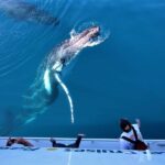 Hervey Bay: Half-Day Whale Watching Cruise with Meal - The Sum Up: A Practical Choice for Marine Wildlife Enthusiasts