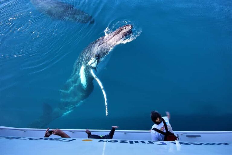 Hervey Bay: Half-Day Whale Watching Cruise with Meal - The Sum Up: A Practical Choice for Marine Wildlife Enthusiasts