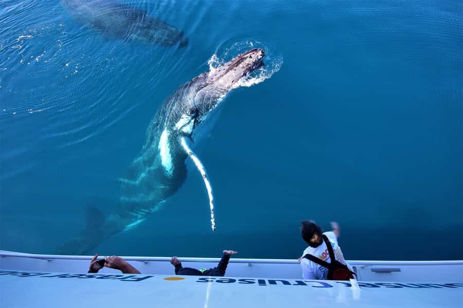 Hervey Bay: Half-Day Whale Watching Cruise with Meal - The Sum Up: A Practical Choice for Marine Wildlife Enthusiasts