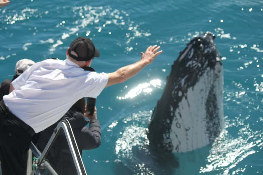 Hervey Bay: Half-Day Whale-Watching Cruise - The Value of the Tour