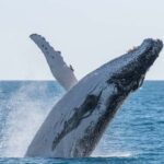 Hervey Bay: Humpback Whale-Watching Half-Day Cruise - Authentic Feedback from Travelers
