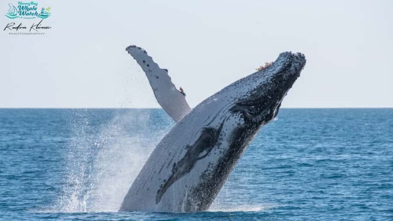 Hervey Bay: Humpback Whale-Watching Half-Day Cruise - Authentic Feedback from Travelers
