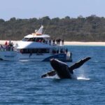 Hervey Bay: Pre-season Whale and Dolphin Watching Cruise - Who Will Enjoy This Tour?