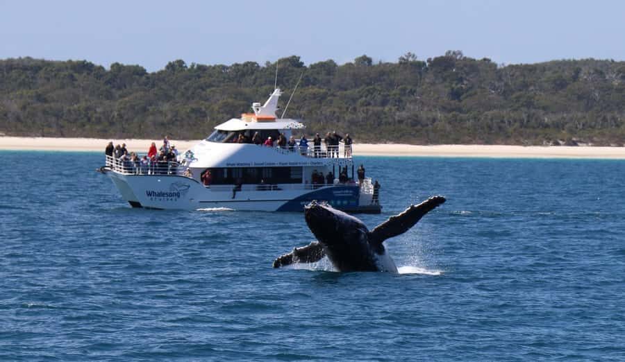 Hervey Bay: Pre-season Whale and Dolphin Watching Cruise - Who Will Enjoy This Tour?
