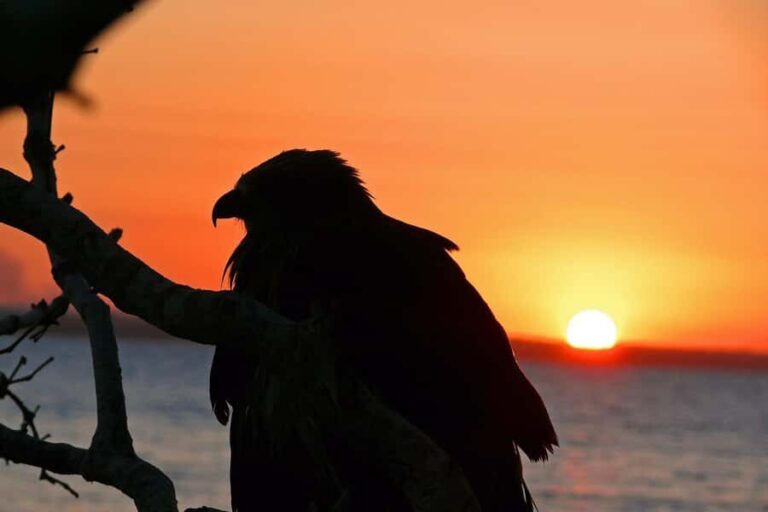 Hervey Bay: Relaxing Sunset Cruise with Champagne and Prawns - The Value of This Experience
