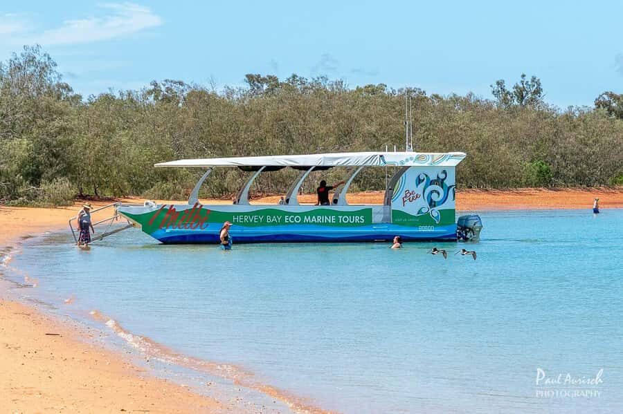 Hervey Bay: Turtle Discovery Eco Tour - Authentic Experiences and Real Travelers Insights