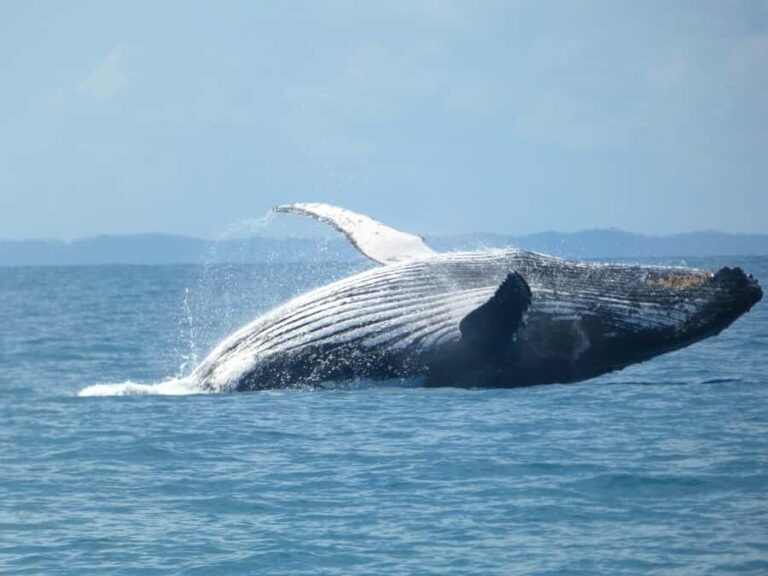 Hervey Bay: Ultimate Whale Watching Experience - The Itinerary in Detail
