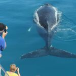 Hervey Bay Whale Odyssey Cruise - Who Is This Tour Best For?