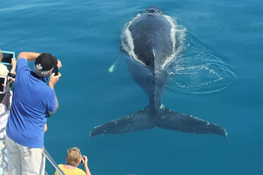 Hervey Bay Whale Odyssey Cruise - Who Is This Tour Best For?