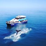 Hervey Bay Whale Watching Cruise - The Itinerary: What to Expect