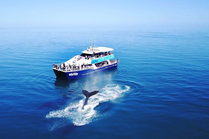 Hervey Bay Whale Watching Cruise - The Itinerary: What to Expect