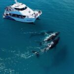 Hervey Bay Whale Watching Experience - Why This Tour Excels