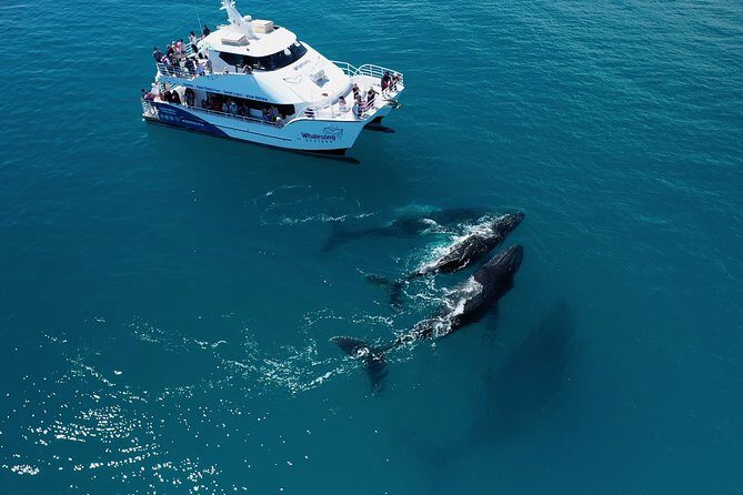 Hervey Bay Whale Watching Experience - Why This Tour Excels