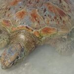 Hideaway Island Escape, Blue Lagoon and Turtle Experience - Authentic Experiences and What Makes It Stand Out