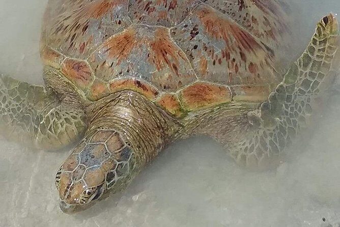 Hideaway Island Escape, Blue Lagoon and Turtle Experience - Authentic Experiences and What Makes It Stand Out