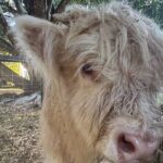 Highland Cow Experience - A Detailed Look at the Highland Cow Experience