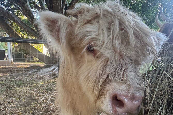 Highland Cow Experience - A Detailed Look at the Highland Cow Experience