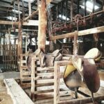 Historic Homestead Tour with Morning Tea - Practical Tips for Visitors