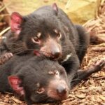 Hobart: Admission Ticket to Bonorong Wildlife Sanctuary - What To Expect at Bonorong Wildlife Sanctuary