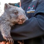 Hobart Highlights Day Tour - Who Should Take This Tour?