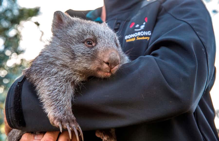 Hobart Highlights Day Tour - Who Should Take This Tour?