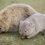 Hobart: Maria Island National Park Active Full-Day Tour - Who Will Love This Tour?