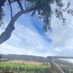 Hobart Shore Excursion Aussie Wildlife and Sighseeing Shared Tour - Practical Considerations and Value