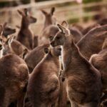 Hobart Shore Excursion: Bonorong Bus - The Sum Up