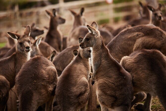 Hobart Shore Excursion: Bonorong Bus - The Sum Up