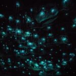 Hobbiton Movie Set & Waitomo Glow Worm Caves Private Tour - Authentic Insights from Reviews