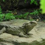 Hokitika: The National Kiwi Centre Tickets - Who Will Love This Experience?