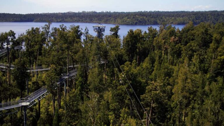 Hokitika: West Coast Tree Top Tower Zip Line and Walk - The Itinerary Breakdown