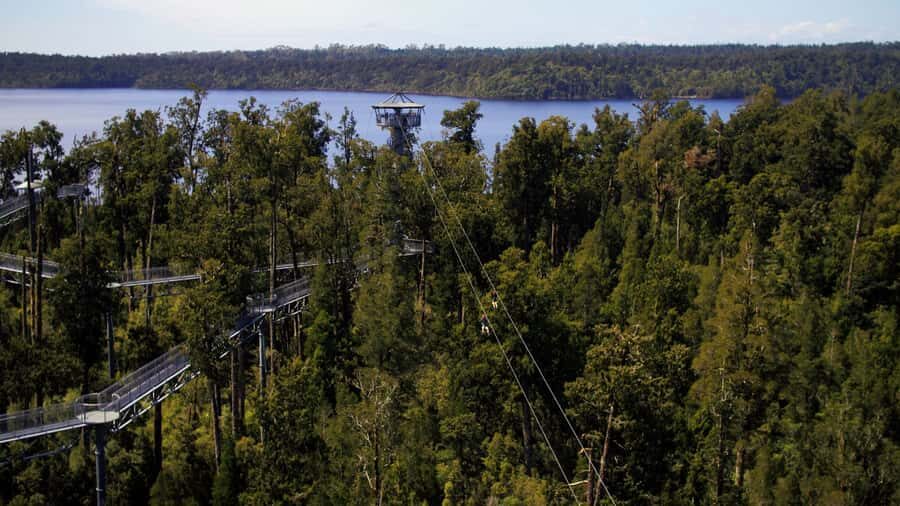 Hokitika: West Coast Tree Top Tower Zip Line and Walk - The Itinerary Breakdown