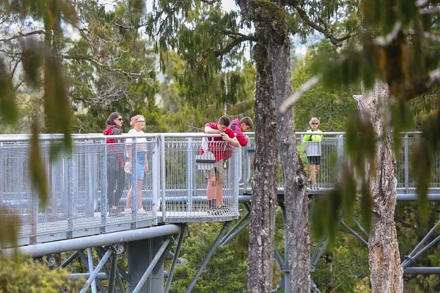 Hokitika: West Coast Treetop Walkway Entrance Ticket - The Cost-Value Balance